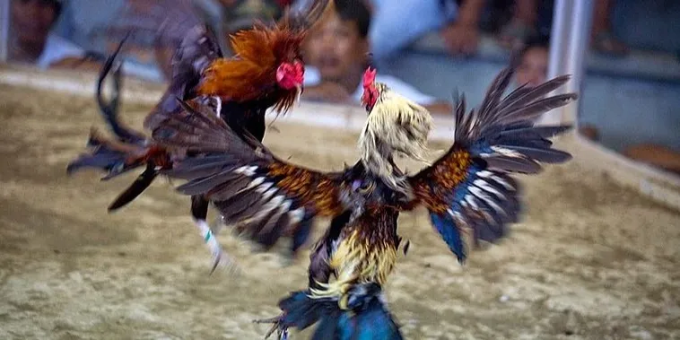 Đá Gà NOVA88: Bí Quyết Thắng Lớn Cho Người Chơi Online